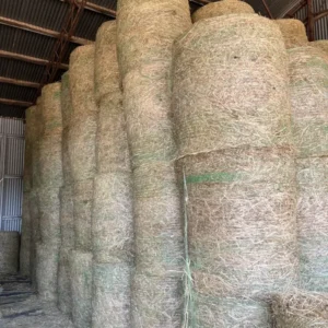 Barley Hay - Lot #91060