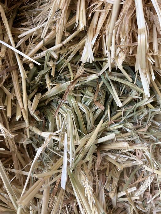 Farm 4 Barley Small Sq #90794 - Barley Hay - Image 3