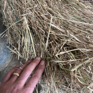 Rhodes Grass Hay 4x3 Rounds Lot#97104