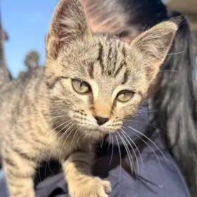Tinkerbell the tabby cat, Head of Farm Biosecurity at Toowoomba Hay Farm